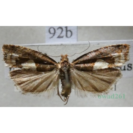 Epinotia trigonella (Linnaeus, 1758) Czech92b